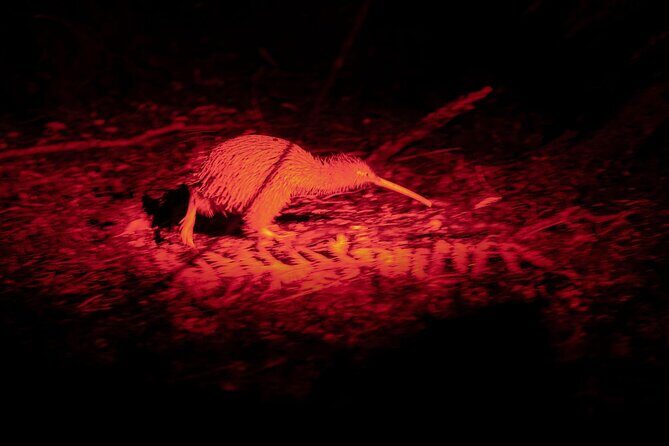 Stewart Island Wild Kiwi Experiences - Discover Stewart Island’s Nocturnal Wildlife on the Wild Kiwi Experience