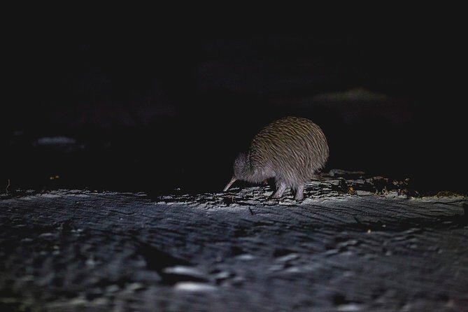 Stewart Island Wild Kiwi Experiences - Frequently Asked Questions