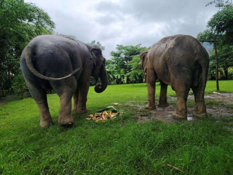 Sticky Waterfalls- Elephants- Bamboo or White Water Rafting. - Key Points