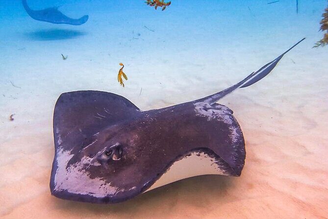 Stingray City and Seven Mile Beach Adventure Tour - Key Points