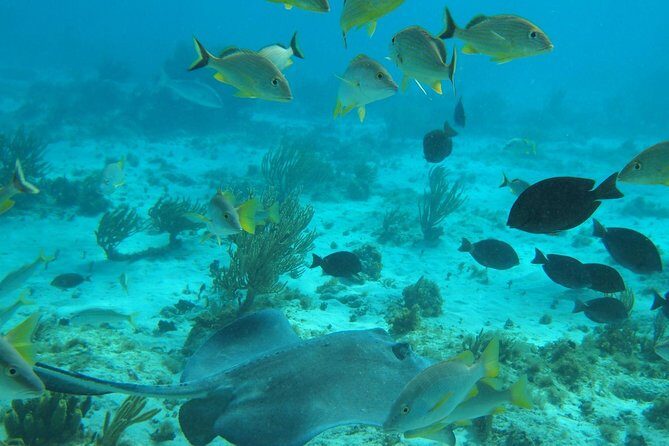 Stingray City and Snorkel Tour With Lunch - An In-Depth Look at the Tour
