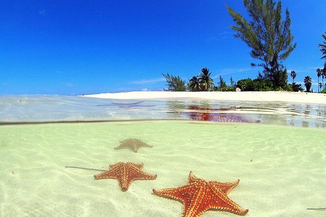Stingray City and Starfish Experience with Coral Reef Snorkeling - Key Points