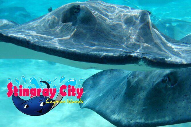 Stingray City and Starfish Experience with Coral Reef Snorkeling - The Bottom Line