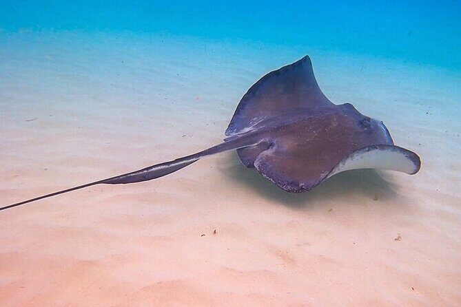 Stingray City Catamaran Sunset Tour - Authentic Experiences and Guest Perspectives