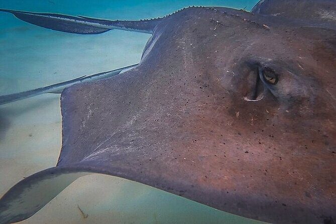 Stingray City Catamaran Sunset Tour - FAQ