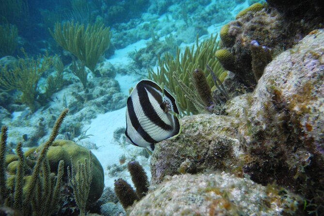 Stingray City Private Charters - FAQs