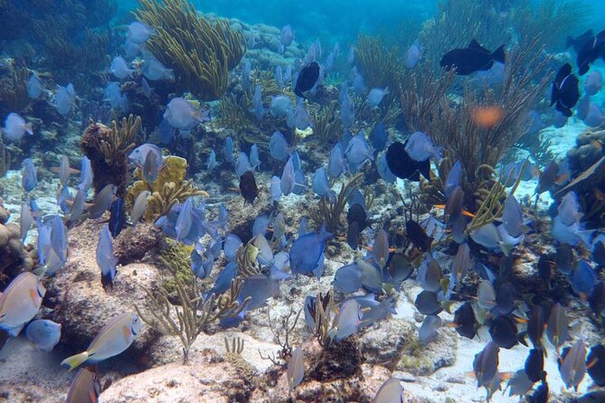 Stingray City Sandbar, Coral Gardens and 7-Mile Beach Tour - 7-Mile Beach
