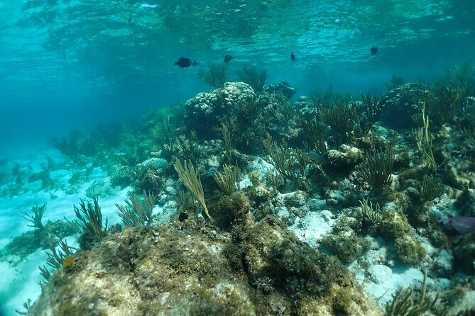 Stingray City Sandbar, Snorkel, Star fish Beach (Family operated) - Stingray City: The Heart of the Tour