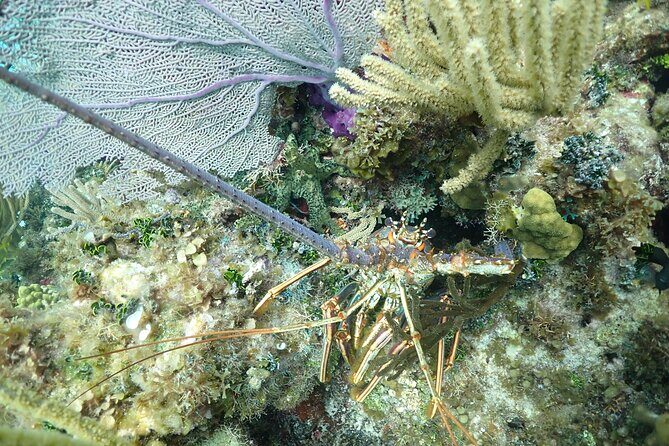 Stingray City Sandbar, Snorkel, Star fish Beach (Family operated) - Transportation and Practical Details