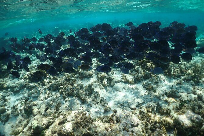 Stingray City Sandbar, Snorkel, Star fish Beach (Family operated) - Pricing and Value