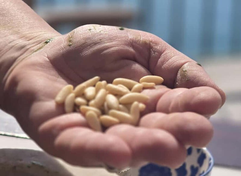 Stintino: Italian cuisine in a villa - Stintino: Italian cuisine in a villa — A hands-on taste of Sardinias flavors