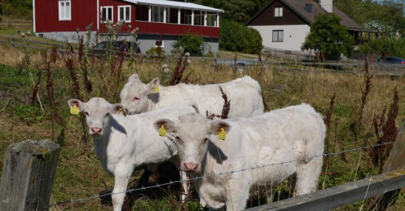 Stockholm Icelandic Horses, Countryside and Swedish History - Key Points