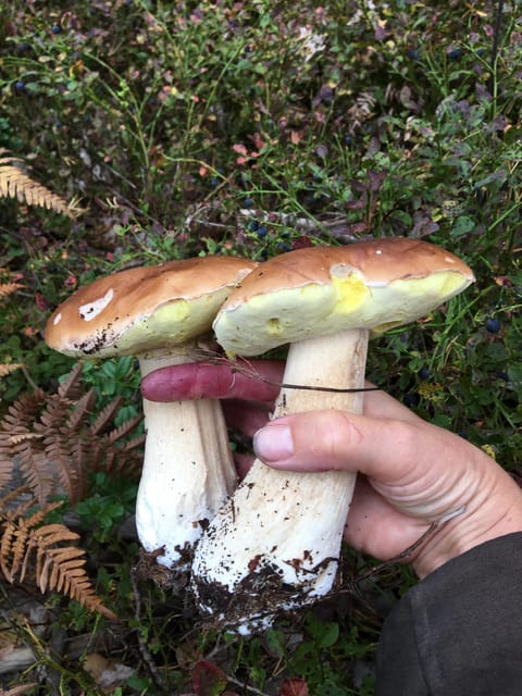 Stockholm, Mushroom and Wild Plant Foraging Tour with expert - Final Thoughts