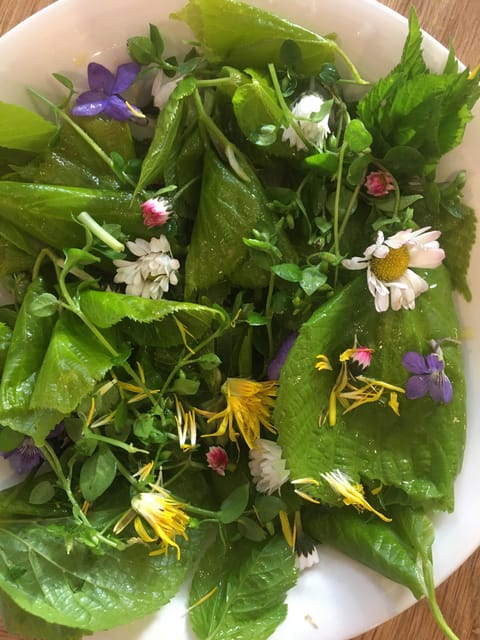 Stockholm, Mushroom and Wild Plant Foraging Tour with expert - FAQ