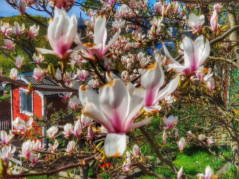 Stockholm: Södermalm Allotment Gardens & Parks Walking Tour - FAQ  