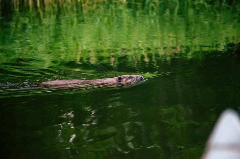 Stockholm: Sunset Canoe Beaver Safari & BBQ on Island - Key Points