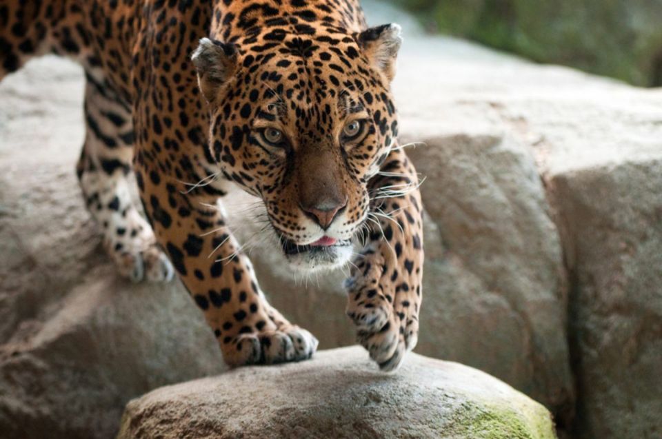 Stoneham, Massachusetts: Stone Zoo Entry Ticket - Featured Animals
