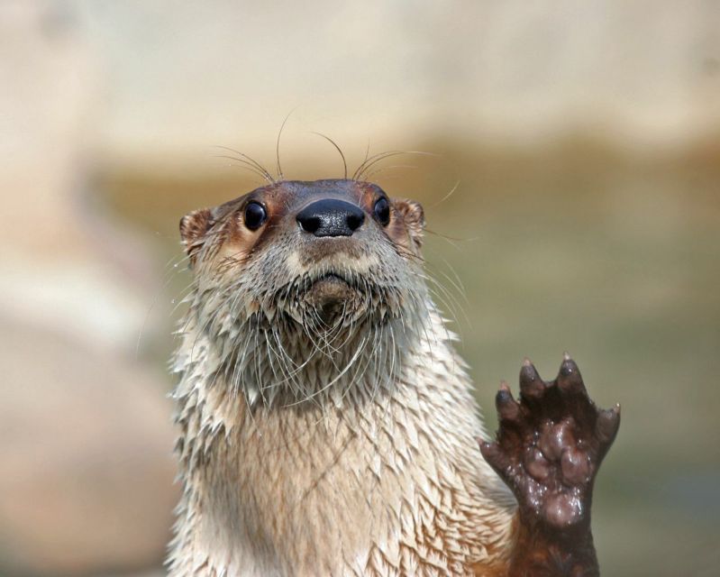 Stoneham, Massachusetts: Stone Zoo Entry Ticket - Exhibits at Stone Zoo