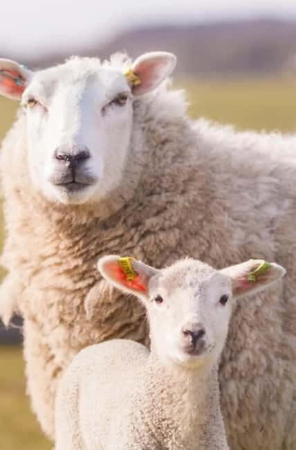 Stonehenge, Bath, Windsor, Cotswolds Villages - An Invitation to Explore England’s Heart and Charm