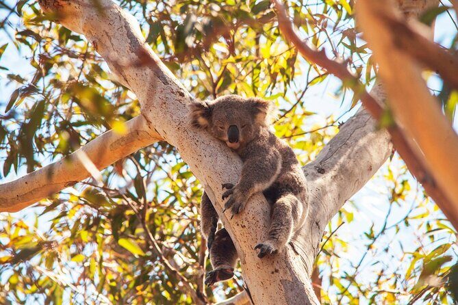 Stradbroke Island Eco Day Trip from Brisbane Wildlife & Beaches - Who Should Consider This Tour?