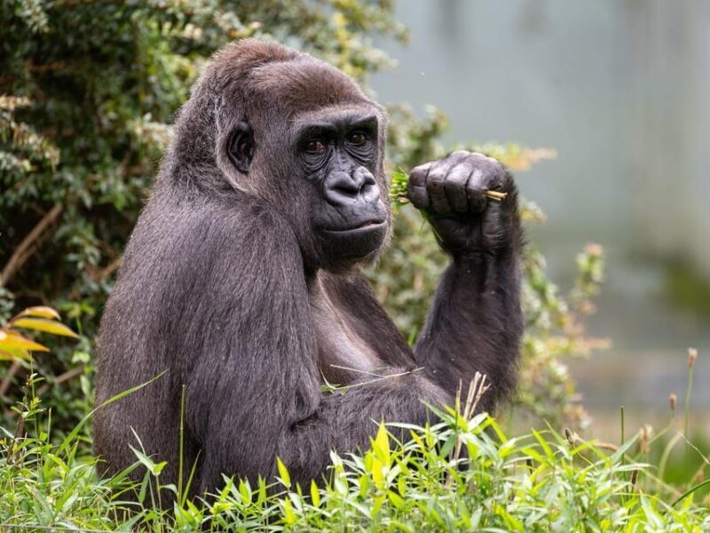 Stuttgart: Wilhelma Zoological-Botanical Garden Ticket - Key Points