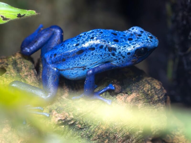 Stuttgart: Wilhelma Zoological-Botanical Garden Ticket - The Visitor Experience