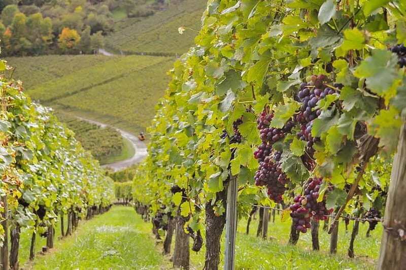 Stuttgart: Wine hike with wine tasting - FAQs