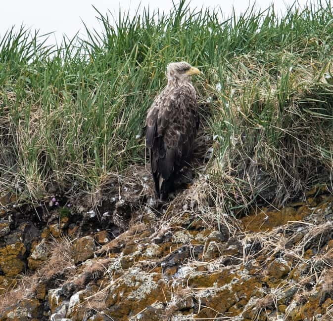 Stykkishólmur: Puffin and Wildlife Boat Tour - Key Points  