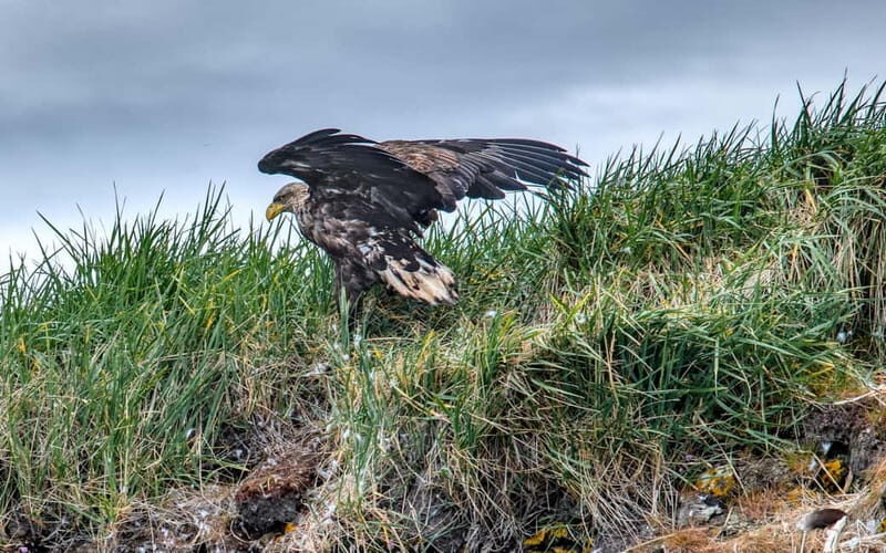 Stykkishólmur: Puffin and Wildlife Boat Tour - Introduction: Why This Tour is a Bird lover’s Dream  