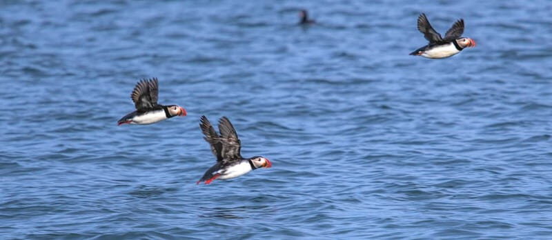 Stykkishólmur: Puffin and Wildlife Boat Tour - The Practical Details: What You Need to Know  
