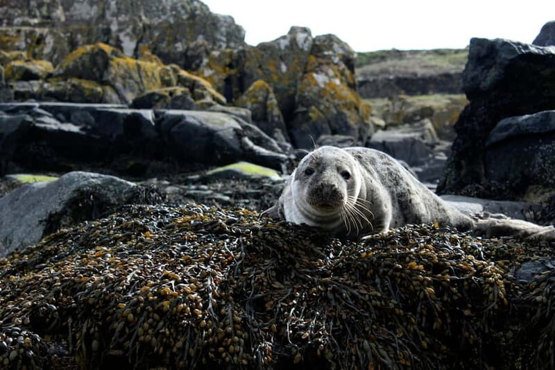Stykkishólmur: Puffin and Wildlife Boat Tour - Frequently Asked Questions  