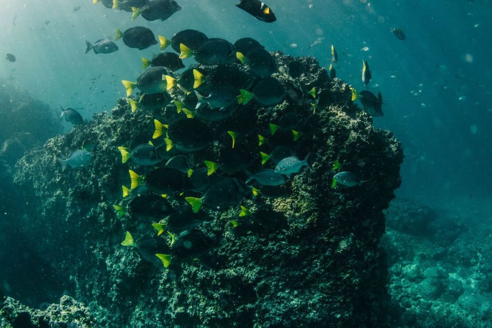 Submerge Into Adventure: Scuba Diving in Marietas Island - Graceful Manta Rays and Sea Turtles