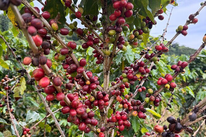 Sueños de Cafe - A Coffee Lovers Dream - FAQ