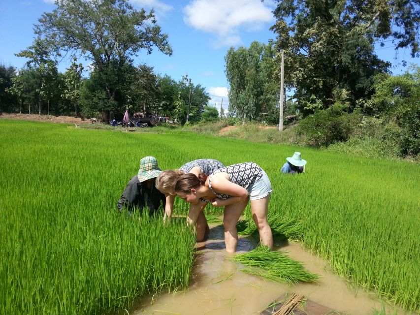 Sukhothai: Half-Day Countryside Bike Tour - Unsuitability Criteria