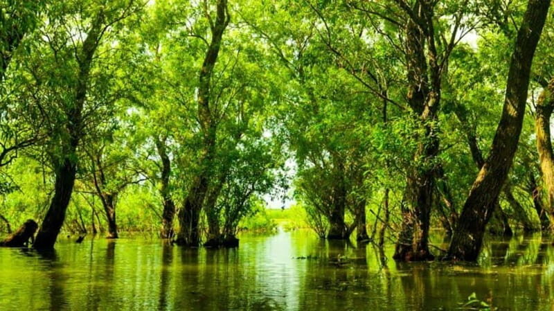 Sulina: Letea Forest Day Trip - The Itinerary in Detail