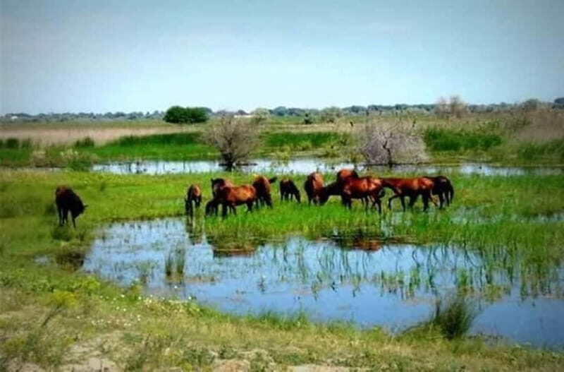 Sulina: Letea Forest Day Trip - Who Will Benefit Most?