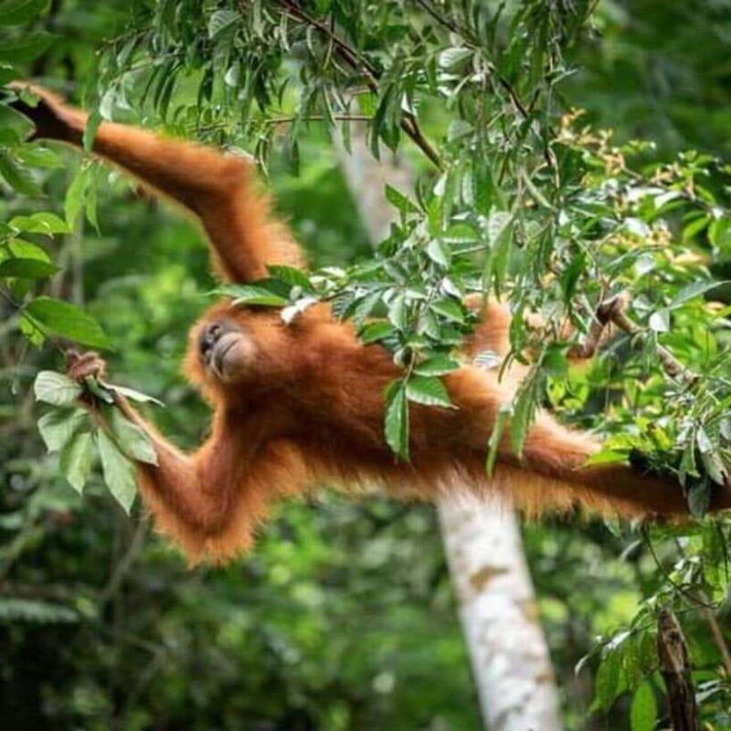 Sumatra: 3-Day Unique Jungle Experience & Exploring Wildlife - What is the Experience Really Like?