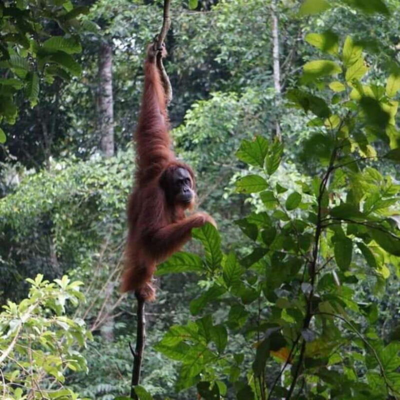 Sumatra: 3-Day Unique Jungle Experience & Exploring Wildlife - Final Thoughts