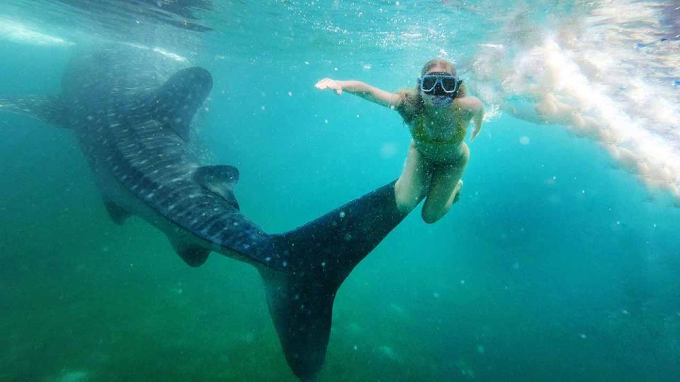 Sumbawa Tour 2 Days 1 Night ( Whale Shark Tour) - Key Points