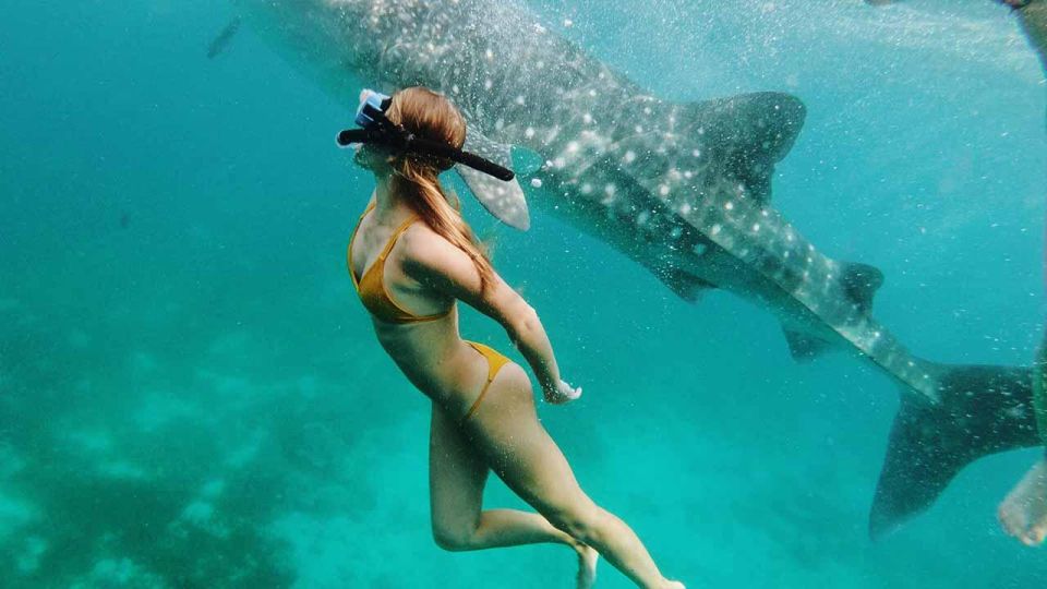 Sumbawa Tour 2 Days 1 Night ( Whale Shark Tour) - Pick-up and Transfer