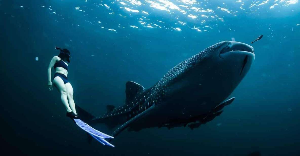 Sumbawa Tour 2 Days 1 Night ( Whale Shark Tour) - Sukarara Weaving Village