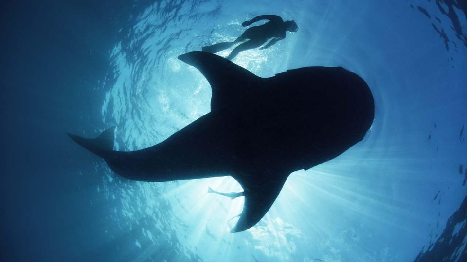 Sumbawa Tour 2 Days 1 Night ( Whale Shark Tour) - Saleh Bay Snorkeling