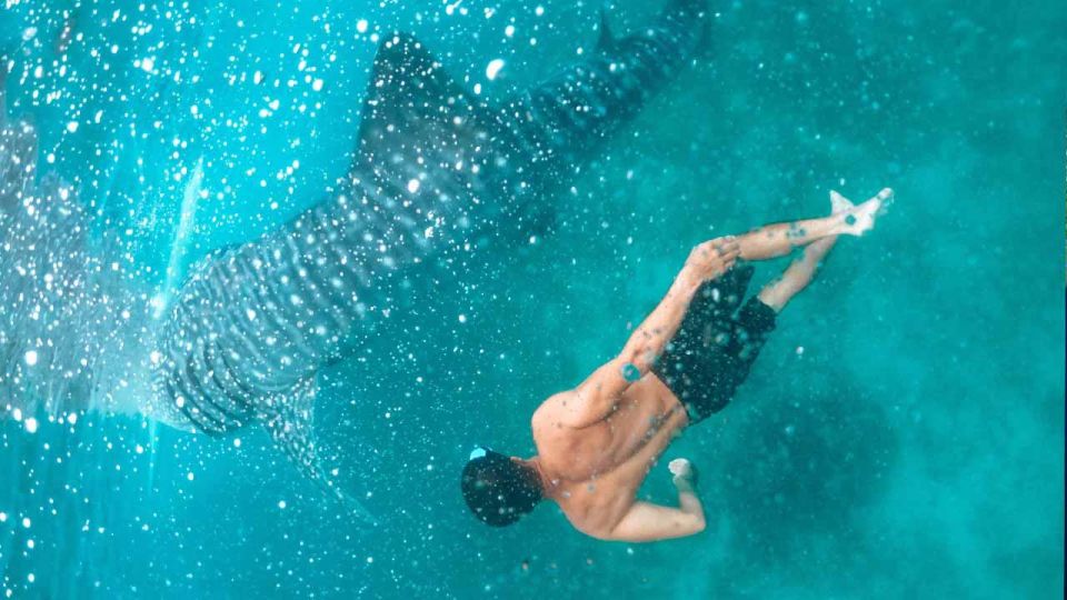 Sumbawa Tour 2 Days 1 Night ( Whale Shark Tour) - Return Journey
