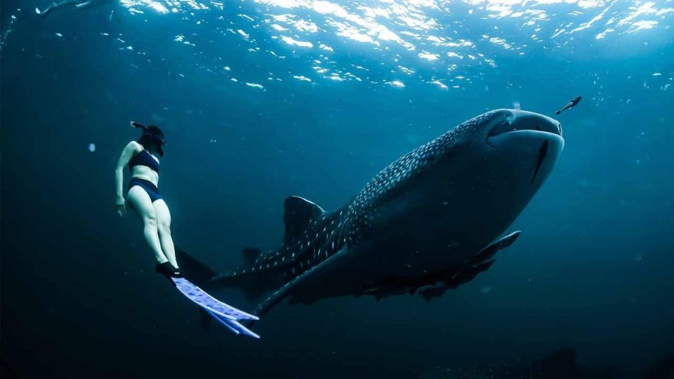 Sumbawa Tour 2 Days 1 Night ( Whale Shark Tour) - Lombok Island Arrival