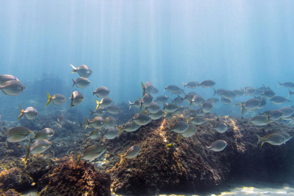 SUMBAWA WHALE SHARK TRIP - Itinerary