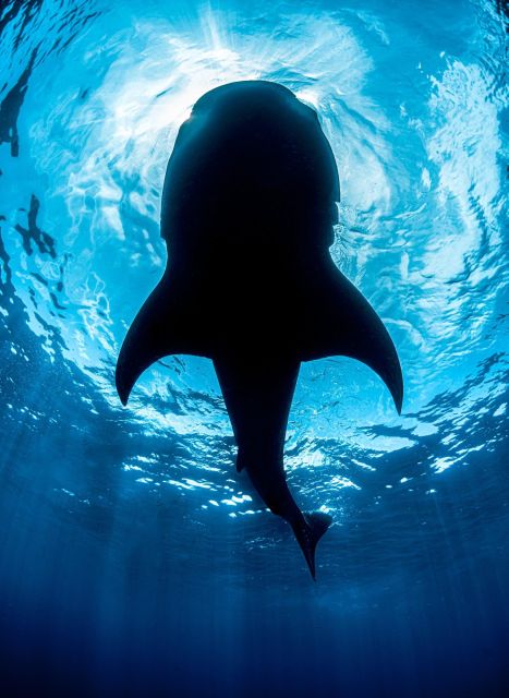 SUMBAWA WHALE SHARK TRIP - Inclusions