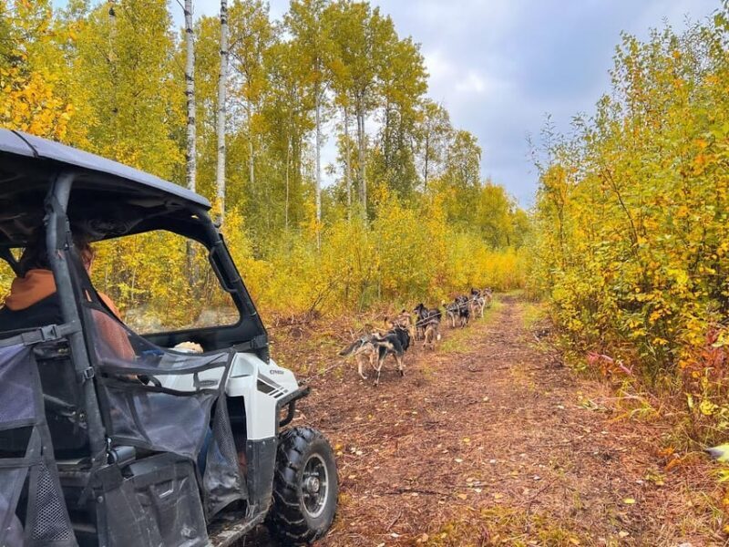 Summer Dog Sled Ride and Kennel Tour - An In-Depth Look at the Summer Dog Sled Ride and Kennel Tour