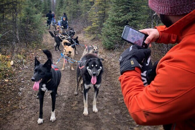 Summer Dog Sledding Adventure in Willow, Alaska - An Authentic Taste of Alaskan Dog Sledding