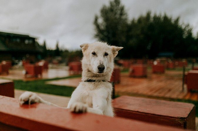 Summer Kennel Visit at Historic Trail Breaker Kennel - FAQ: Common Questions About the Trail Breaker Kennel Tour