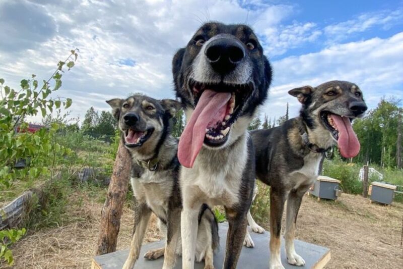 Summer Sled Dog Kennel Tour - Practical Tips for Visitors